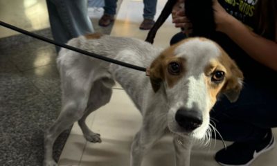 Equipe de deputado resgata dois cachorros que sofriam maus tratos na região da Penha | Foto: Divulgação