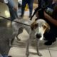Equipe de deputado resgata dois cachorros que sofriam maus tratos na região da Penha | Foto: Divulgação