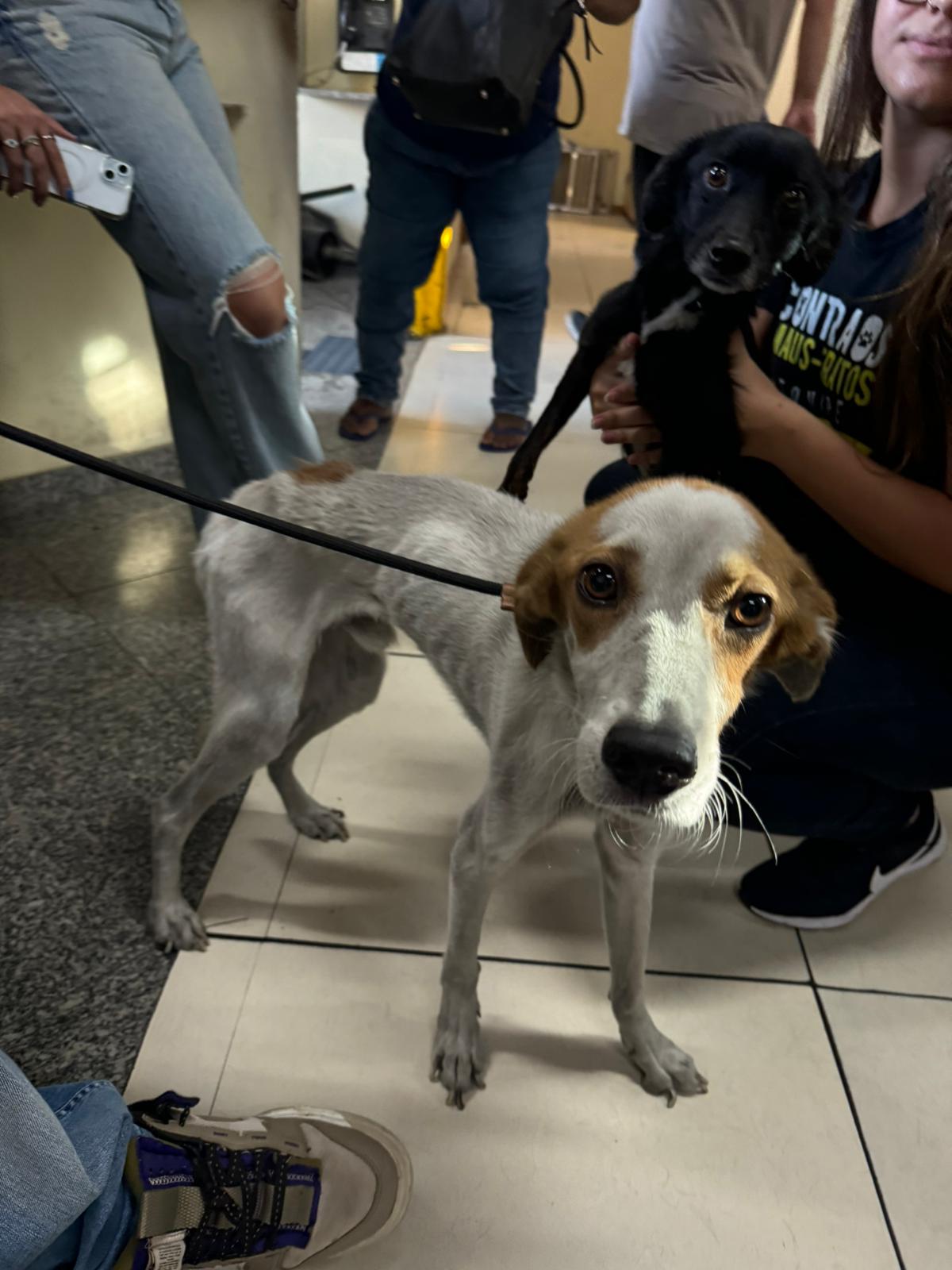 Equipe de deputado resgata dois cachorros que sofriam maus tratos na região da Penha | Foto: Divulgação