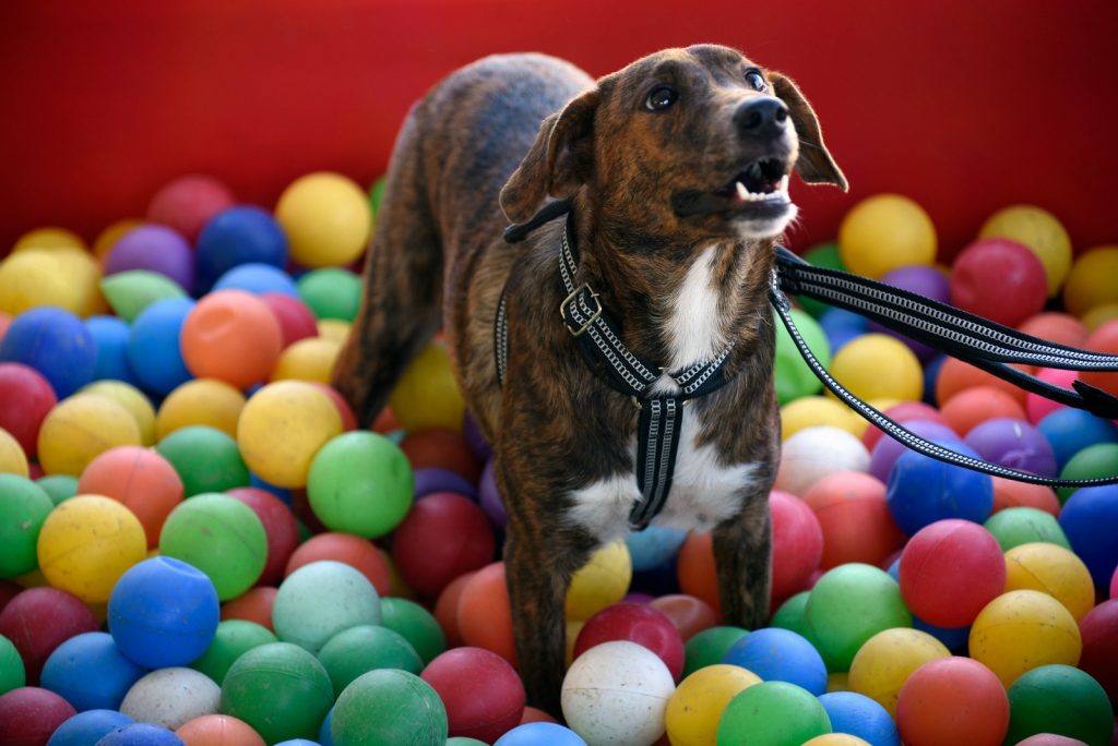 Cachorro em programa de castração na Baixada Fluminense.