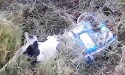 cachorros enterrados vivos pedra de guaratiba