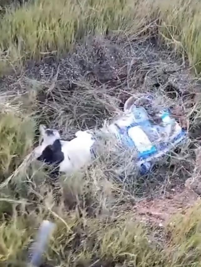 cachorros enterrados vivos pedra de guaratiba