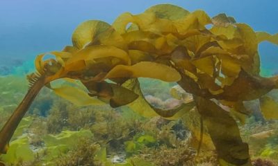 Estudo Inédito revela que a alga marrom marinha ajuda na prevenção da doença de Parkinson