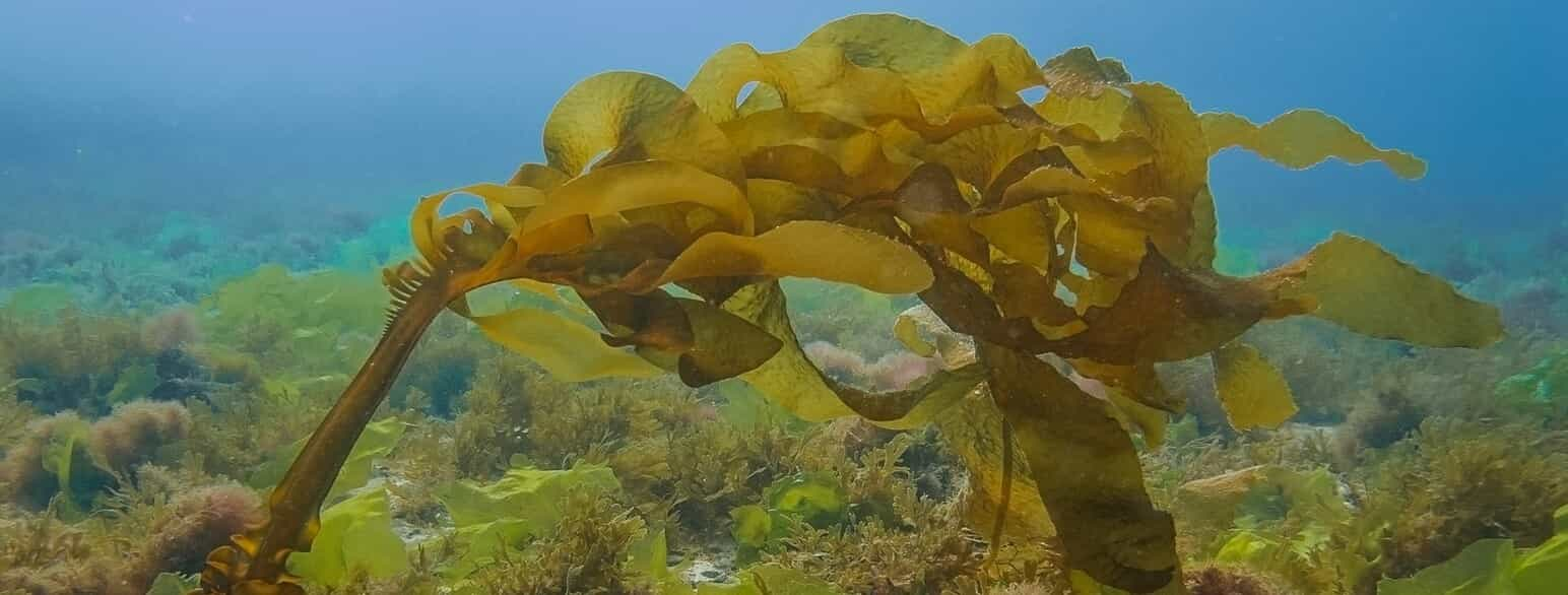 Estudo Inédito revela que a alga marrom marinha ajuda na prevenção da doença de Parkinson