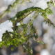 Frio Intenso Atinge Rio Grande do Sul: Temperaturas Abaixo de Zero e Geadas Espessas