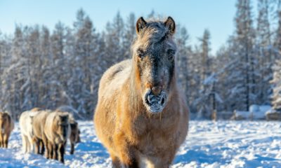 Conheça Yakutsk, a cidade mais fria do mundo