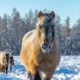 Conheça Yakutsk, a cidade mais fria do mundo