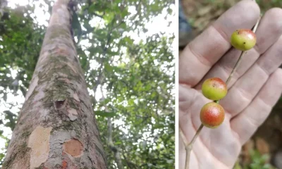 Descoberta de nova espécie de árvore frutífera, Siphoneugena carolynae, no Rio de Janeiro