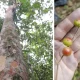 Descoberta de nova espécie de árvore frutífera, Siphoneugena carolynae, no Rio de Janeiro