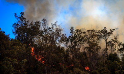 Desastre Ambiental: Amazônia Sofre com Grande Onda de Queimadas