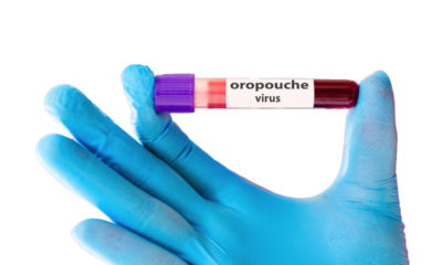 Entenda a Febre de Oropouche, a doença que vem preocupando a América do Sul