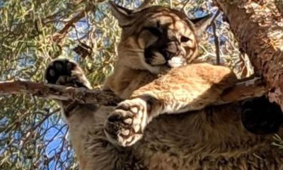 Leão-da-montanha também é conhecido como puma.