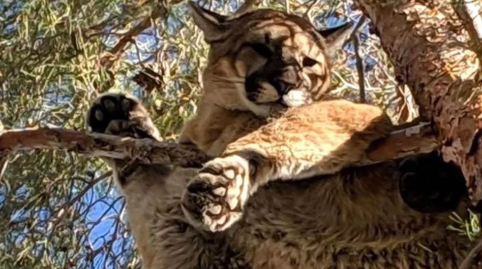 Leão-da-montanha também é conhecido como puma.