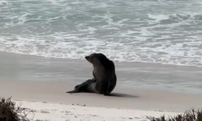 Leão-Marinho é flagrado na Praia do Pontal, em Arraial do Cabo