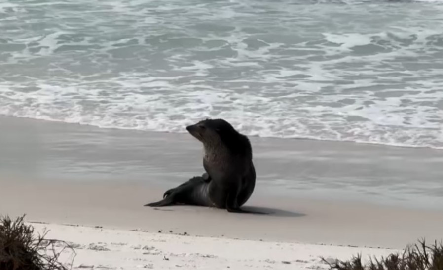 Leão-Marinho é flagrado na Praia do Pontal, em Arraial do Cabo