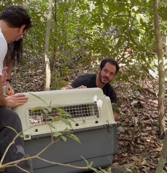 Macacos dopados no Jardim Botânico são devolvidos à natureza