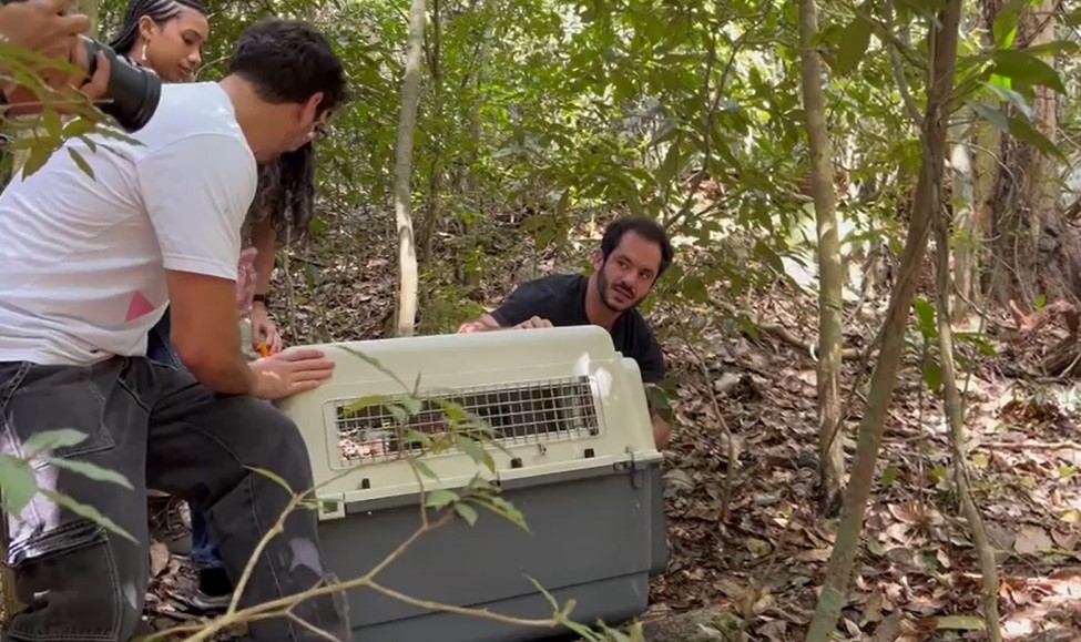 Macacos dopados no Jardim Botânico são devolvidos à natureza