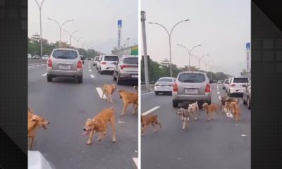 'Gangue' de cachorros caramelo 'invade' a Linha Vermelha