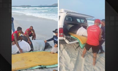 Golfinho é resgatado por bombeiros em Cabo Frio e ganhará nova chance no mar