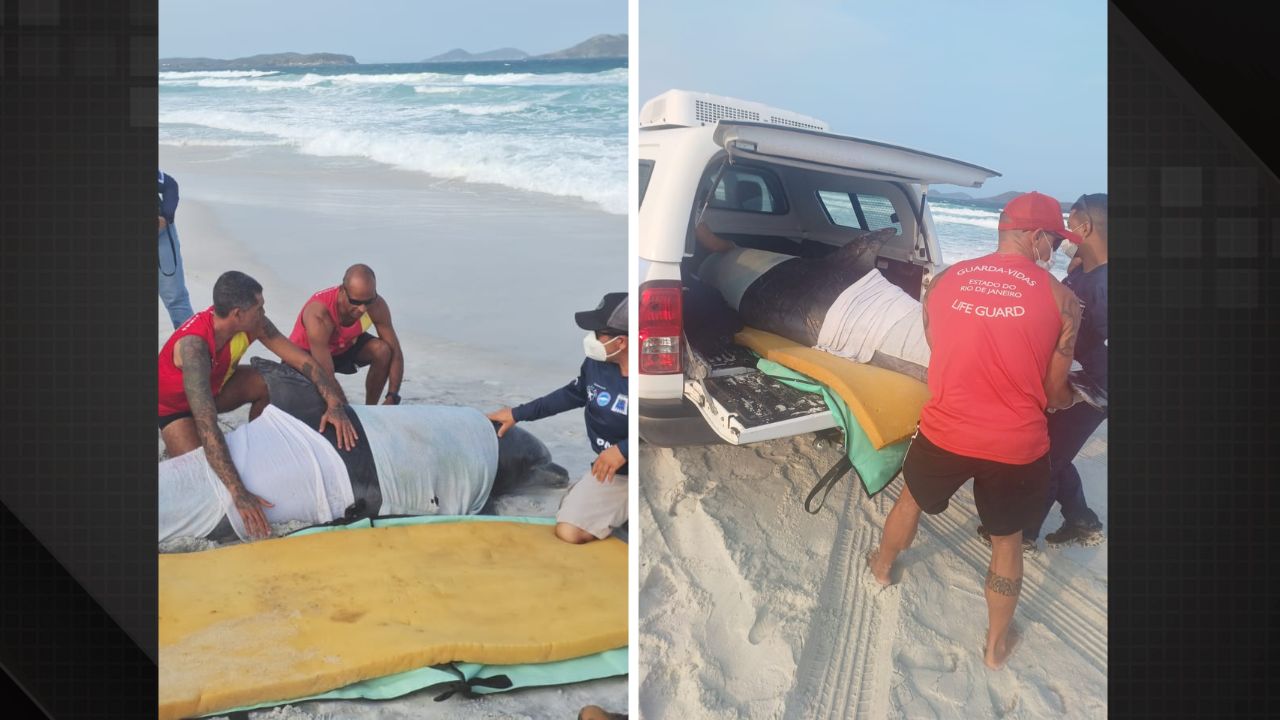 Golfinho é resgatado por bombeiros em Cabo Frio e ganhará nova chance no mar