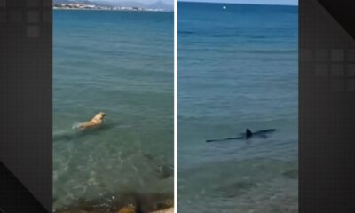 Cachorro corajoso enfrenta tubarão em praia e viraliza no TikTok