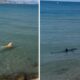 Cachorro corajoso enfrenta tubarão em praia e viraliza no TikTok