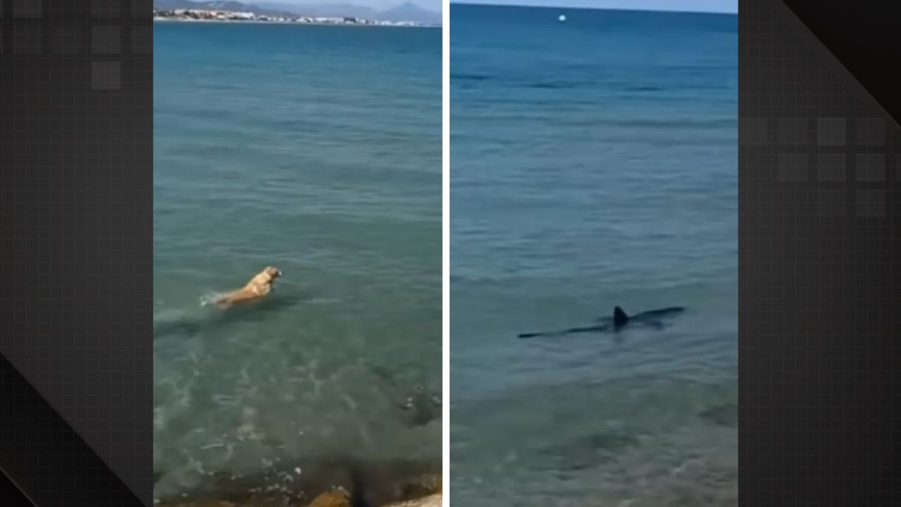 Cachorro corajoso enfrenta tubarão em praia e viraliza no TikTok