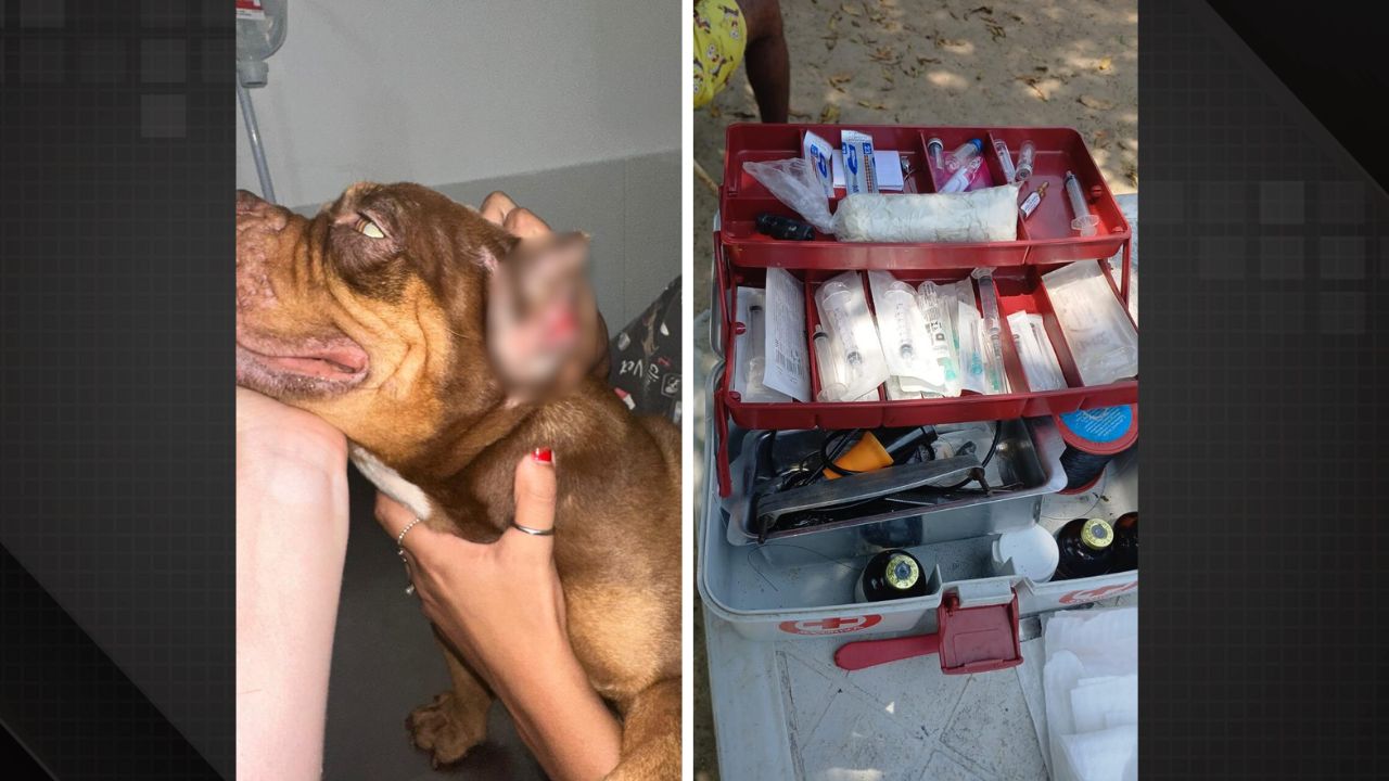 Homem que mutilava cachorros é preso na Baixada