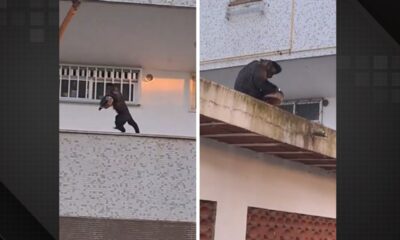 Macaco furta bolo em apartamento na Gávea e viraliza