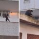 Macaco furta bolo em apartamento na Gávea e viraliza