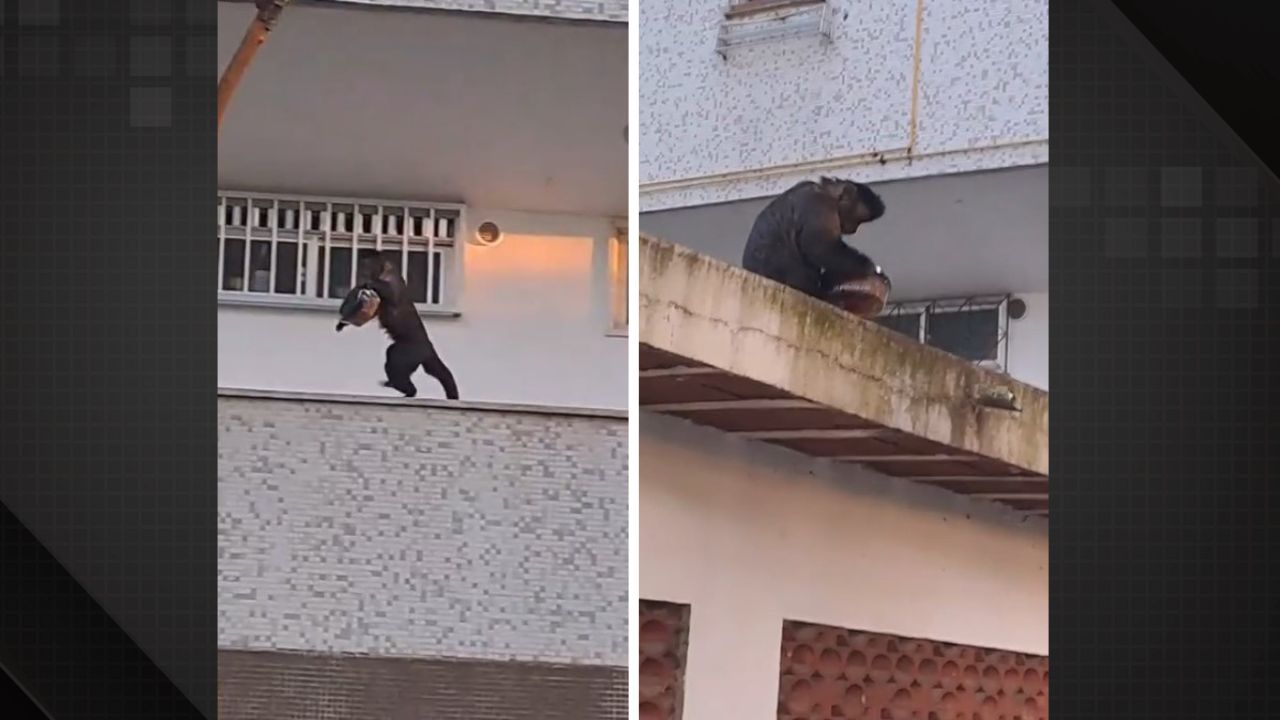 Macaco furta bolo em apartamento na Gávea e viraliza