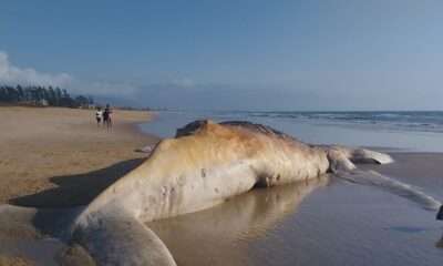 baleia jubarte morta cabo frio