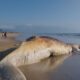 baleia jubarte morta cabo frio