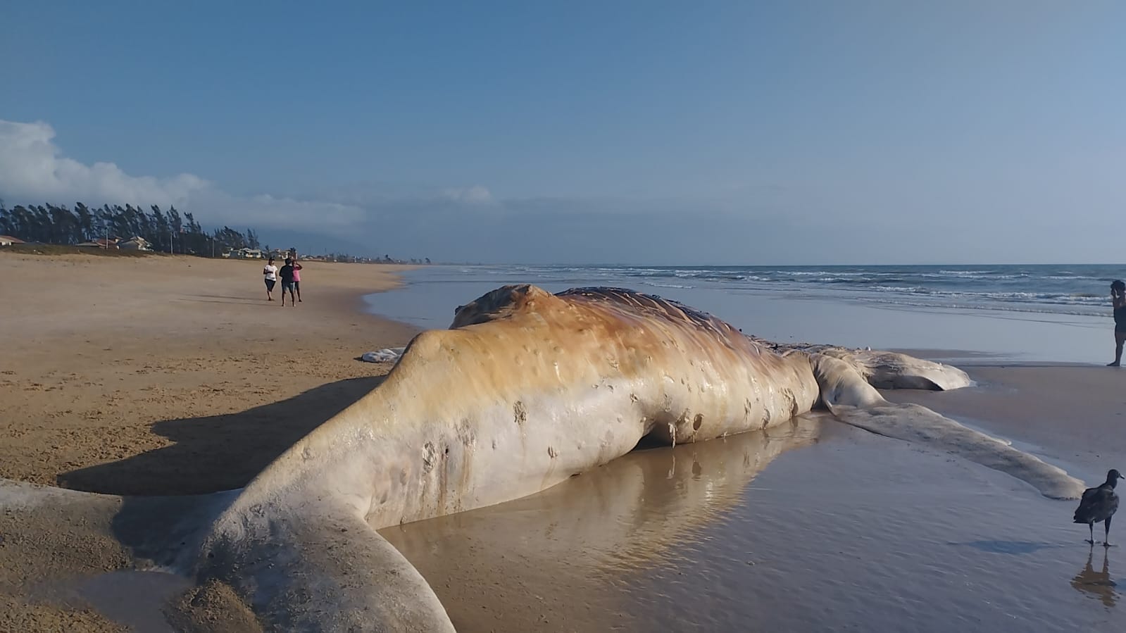 baleia jubarte morta cabo frio