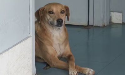 Cachorro leal espera há oito anos em frente a hospital pela tutora morta há oito anos