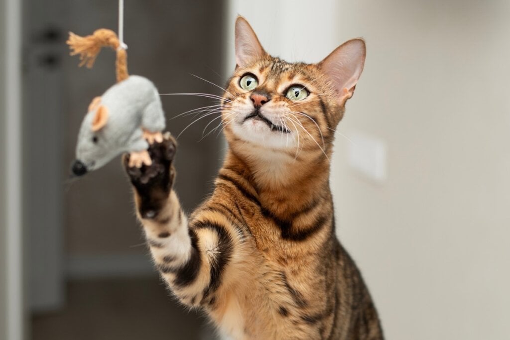 Gato brincando com um rato de pelúcia