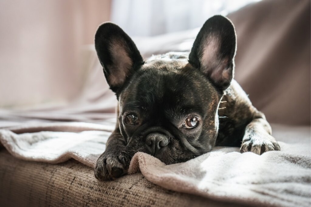 Buldogue francês deitado em um sofá com uma manta bege