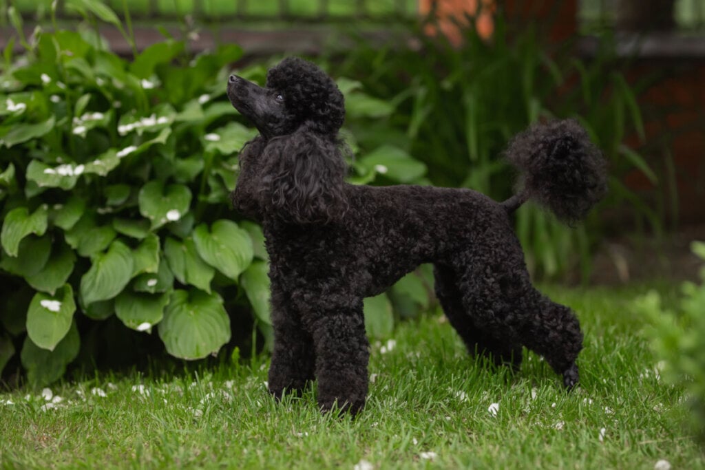 Poodle preto em pé na grama