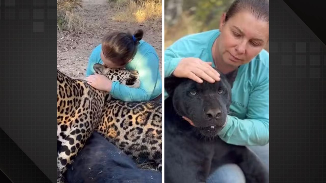 Bióloga viraliza ao abraçar onças durante passeio