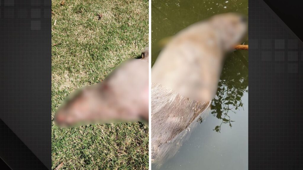 Capivaras são encontradas mortas a tiros nas lagoas da Zona Oeste do Rio