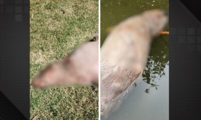 Capivaras são encontradas mortas a tiros nas lagoas da Zona Oeste do Rio