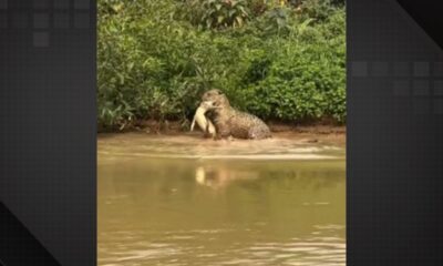 Jacaré é atacado por onça enquanto se alimentava no Pantanal