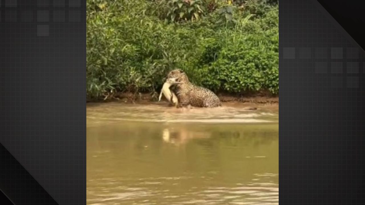 Jacaré é atacado por onça enquanto se alimentava no Pantanal