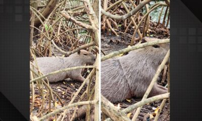 Após chachina de capivaras no Rio, animal é visto preso em armadilha em Lagoa de Jacarepaguá