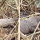 Após chachina de capivaras no Rio, animal é visto preso em armadilha em Lagoa de Jacarepaguá