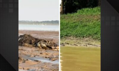 Medo? Que nada! Pescador atravessa lago repleto de jacarés durante seca