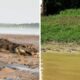 Medo? Que nada! Pescador atravessa lago repleto de jacarés durante seca