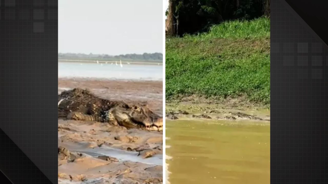 Medo? Que nada! Pescador atravessa lago repleto de jacarés durante seca