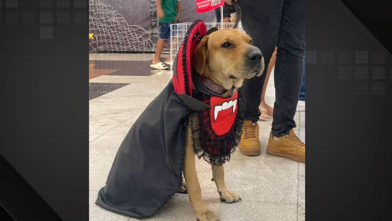 ONG Bichinho Feliz faz campanha de adoção em Madureira no clima de Haulloween