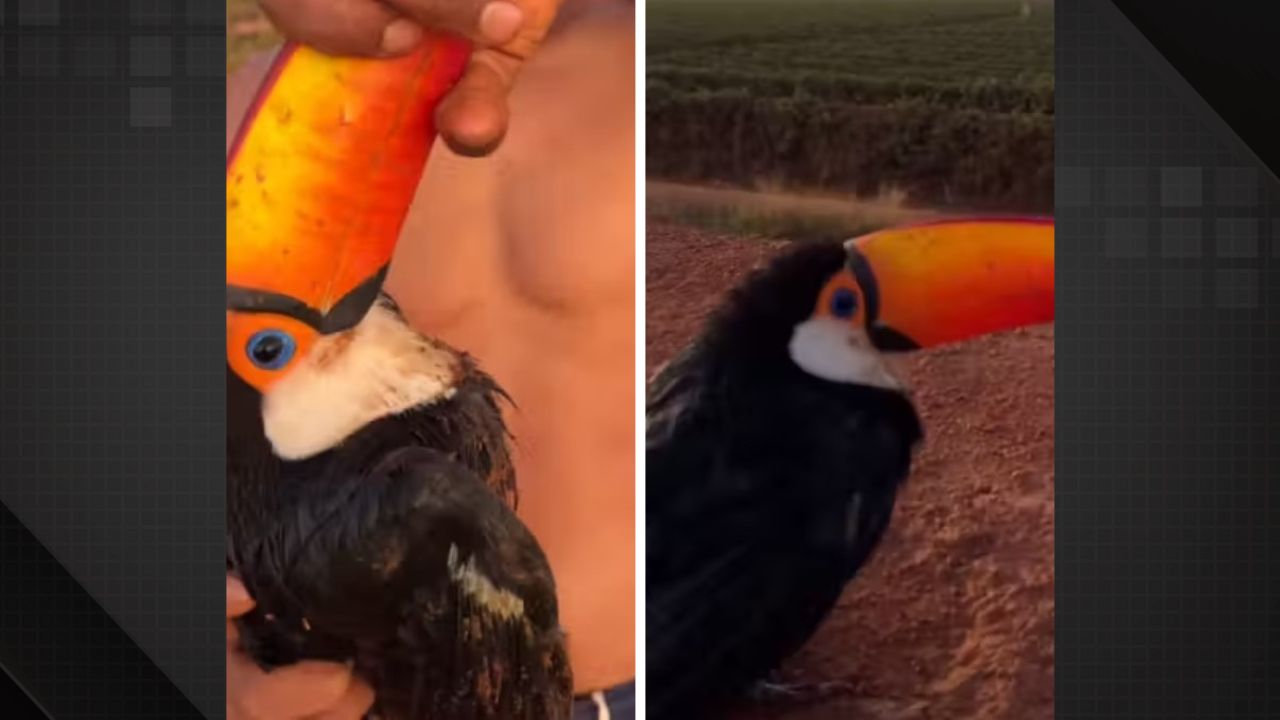 Amizade inusitada: engenheiro resgata tucano em piscina e viraliza